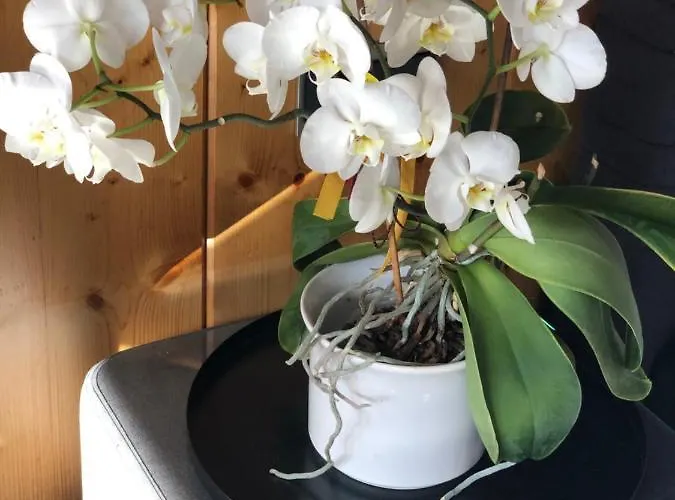 Alojamento de Acomodação e Pequeno-almoço Haus Hubertus - Jerzens Jerzens